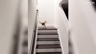 Try not to laugh #2 ????