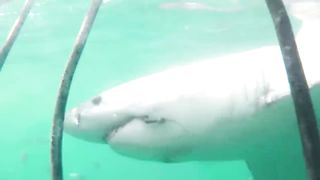 Dangerous Shark Encounter 2