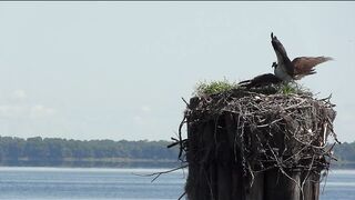 Osprey