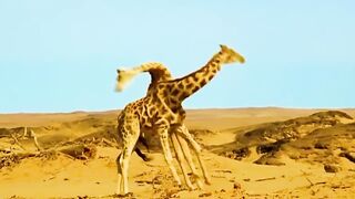 Animal battles compilation
