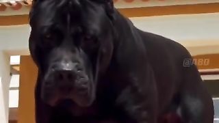 Cane Corso dog Transformation