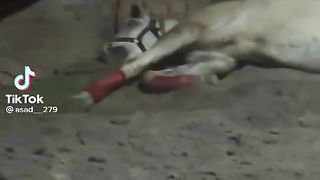 Horse sleep