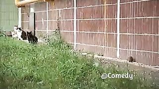 Funny rat 2