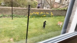 bets compilation cat funny