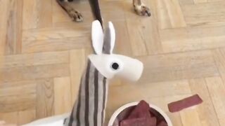 How to Animal ???? Eat prank