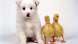 True Animal Friendship