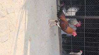 Aseel vs puppy
