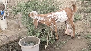 Goats 2