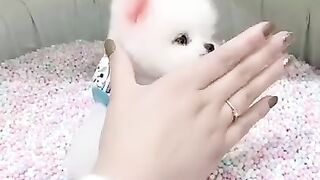 kucing yang sangat lucu dan comel