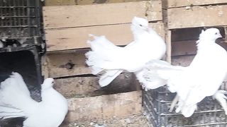 Luckkay kabootar. Pigeons