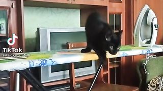 Кот оголодал