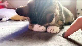 My cat was angry