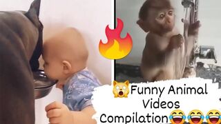 Funny Animal Videos Compilation 2