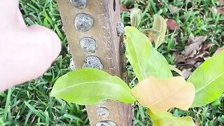 Nature is Amazing