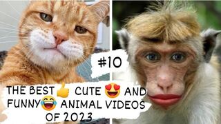 THE BEST-CUTE -AND FUNNY-ANIMAL VIDEOS OF 2023