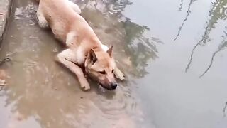 Funny video 178