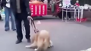 Teach your dog