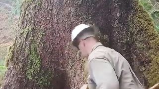 200 Years Old Tree Cutting Unique Techniques