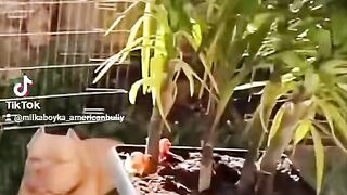 Americanbully 2