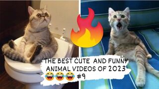 THE BEST- CUTE - AND FUNNY- ANIMAL VIDEOS OF 2023