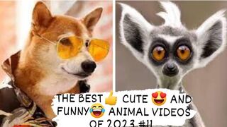 THE BEST- CUTE - AND FUNNY- ANIMAL VIDEOS OF 202