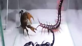 Featured Videos 2023