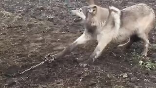 Rescue trapped wolves