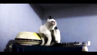 Kittens sing beautifully