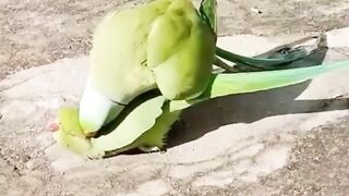 Talking parrot 2
