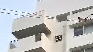 Monkey ???? funny video 2