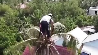 Insane level Of tree service work