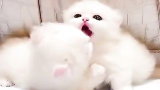 Kut cat
