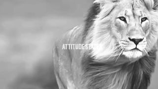 Attitudes lion status.