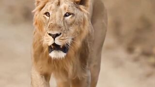 Lion attitudes status video.