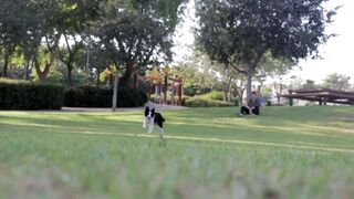 les chiens