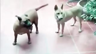 Vidéos de chats drôles jamais 2023???? partie 499