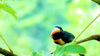 The Cutest Birds