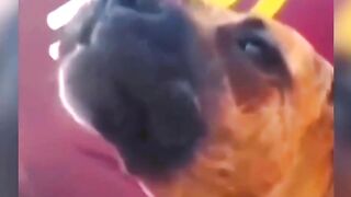 funny animal video 2023.animals funny moment #viral #youtubeshorts #funny #animalsdoingfunnythings