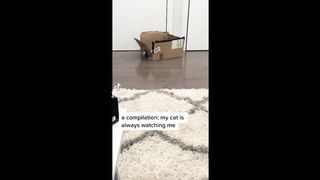Best Cutest Animal Video TikTok Compilation Part 3.