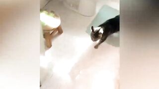 Funniest Cats and Dogs ???? funny animal compilation 2023