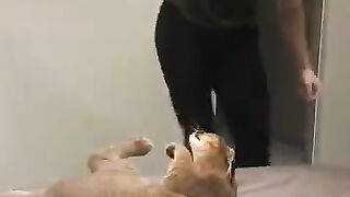 Коты 4