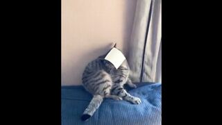 Смешные животные /Funny animals/#6