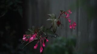 #Raining a beautiful day