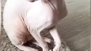 Разница между котом и собакой)