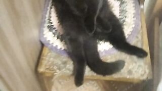 котик сидит