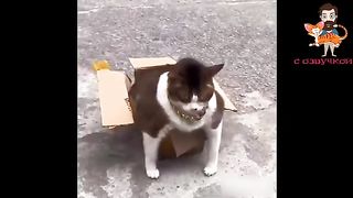 Приколы  с  котами