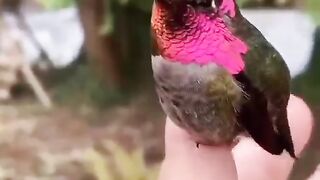 little bird