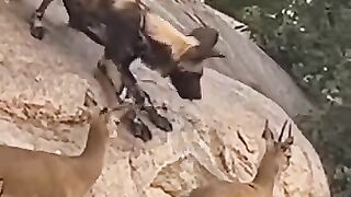 amazing dogs fail to catch #dogs #i #iso