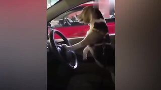 Домашние животные 5