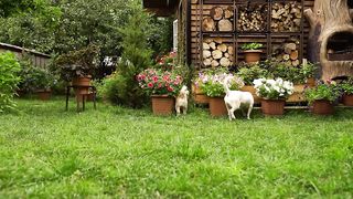 Cooking 15 kg of Stuffed Lamb in Mud Oven